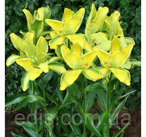 Лілія азіатська Yellow Parrot (Єллоу Перрот) 1 цибулина 12/14 Лілія азіатська Yellow Parrot (Єллоу Перрот) 1 цибулина 12/14