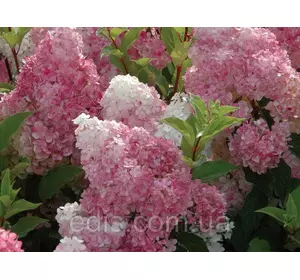 Гортензія волотиста Vanille Fraise (Ваніла Фрейз) 3-річна в контейнері 2 л Гортензія волотиста Vanille Fraise (Ваніла Фрейз) 3-річна в контейнері 2 л