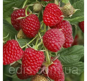 Ремонтантна Малина Кванза Ремонтантна Малина Кванза