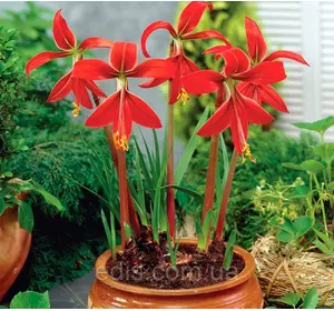 Дітка цибулини Шпрекелії найпрекраснішої Дітка цибулини Шпрекелії найпрекраснішої