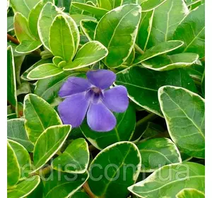 Барвінок малий Argenteovariegata у контейнері Барвінок малий Argenteovariegata у контейнері