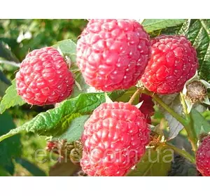 Малина ремонтантна Жар-Птиця Малина ремонтантна Жар-Птиця