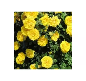 Троянда паркова (шраб) Консуелла (Konsuella) Троянда паркова (шраб) Консуелла (Konsuella)