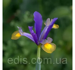 Ірис голандський (Ксифіум) Frans Hals (Франс Халс) 3 цибулин Ірис голандський (Ксифіум) Frans Hals (Франс Халс) 3 цибулин