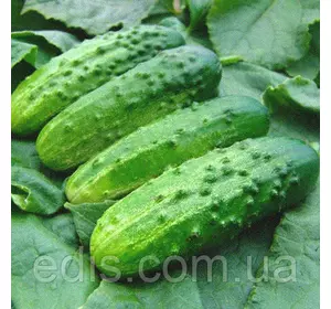 Огірок Трой F1 5 г, насіння Яскрава Огірок Трой F1 5 г, насіння Яскрава