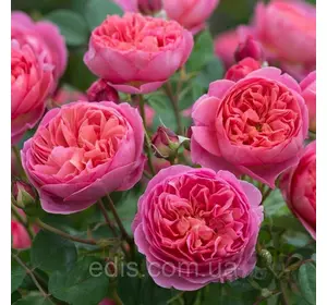 Троянда в'юнка англійська Sweet Kiss (Солодкий поцілунок) Троянда в'юнка англійська Sweet Kiss (Солодкий поцілунок)