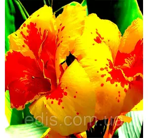 Канна низькоросла Королева Шарлотта (Queen Charlotte) Канна низькоросла Королева Шарлотта (Queen Charlotte)