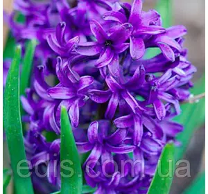 Гіацинт Peter Stuyvesant (Пітер Стивесант) 1 цибулина (калібр 14/15 - великий) Гіацинт Peter Stuyvesant (Пітер Стивесант) 1 цибулина (калібр 14/15 - великий)