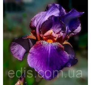 Ірис високий бородатий Nightfall (Найтфолл) Ірис високий бородатий Nightfall (Найтфолл)