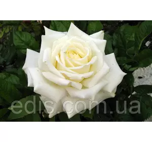 Троянда Айсберг (Iceberg) флорібунда Троянда Айсберг (Iceberg) флорібунда