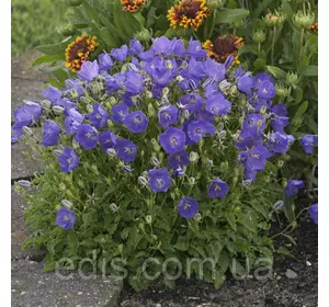 Дзвоники Карпатські Синя перлина Дзвоники Карпатські Синя перлина