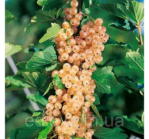 Смородина Версаль штамб Смородина Версаль штамб