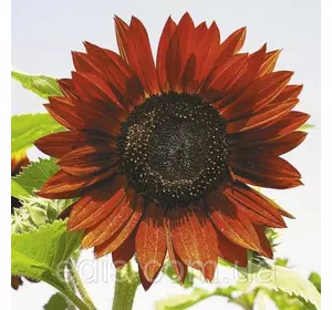 Соняшник декоративний Червоне сонечко 1 г Соняшник декоративний Червоне сонечко 1 г