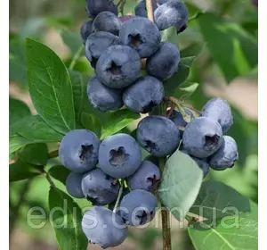 Чорниця Блакитна Розсип Чорниця Блакитна Розсип