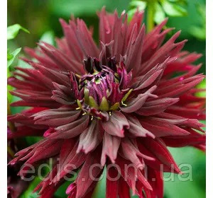 Жоржина Фимбриата Black Touch Жоржина Фимбриата Black Touch