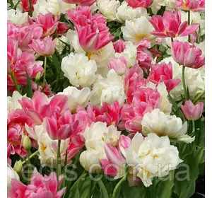 Арт-набір Маршмеллоу, 7 цибулин тюльпанів Арт-набір Маршмеллоу, 7 цибулин тюльпанів