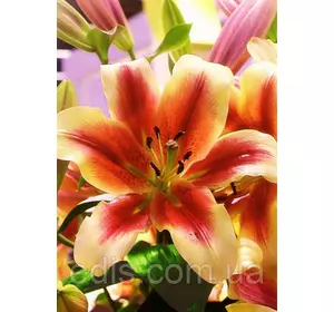 Лілія ОТ гібрид Holland Beauty (Холланд Б'юті) 1 цибулина 12/14 Лілія ОТ гібрид Holland Beauty (Холланд Б'юті) 1 цибулина 12/14