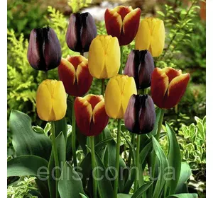 Арт-набір Алжир, 9 цибулин тюльпанів Арт-набір Алжир, 9 цибулин тюльпанів