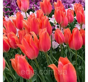 Тюльпан гігантський Temple of Beauty (Темпл оф Б'юті) 3 цибулинки 11/12 Тюльпан гігантський Temple of Beauty (Темпл оф Б'юті) 3 цибулинки 11/12