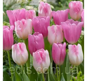 Арт-набір цибулин тюльпанів Інфініті, 5 цибулин Арт-набір цибулин тюльпанів Інфініті, 5 цибулин