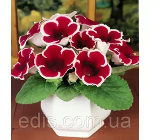 Глоксинія Kaiser Friedrich (Кайзер Фрідріх) 1 бульба Глоксинія Kaiser Friedrich (Кайзер Фрідріх) 1 бульба