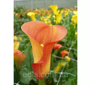 Калла Hot Shot (Хот Шот) 1 бульба 12/14 Калла Hot Shot (Хот Шот) 1 бульба 12/14