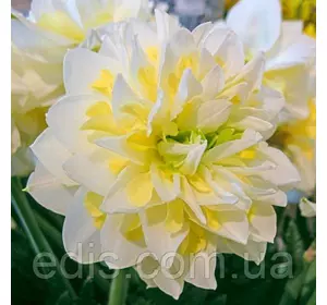 Нарцис махровий Irene Copeland (Ірен Коупленд) 12/14 1 цибулина Нарцис махровий Irene Copeland (Ірен Коупленд) 12/14 1 цибулина