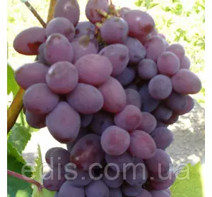 Виноград кишмиш Запорізький Виноград кишмиш Запорізький