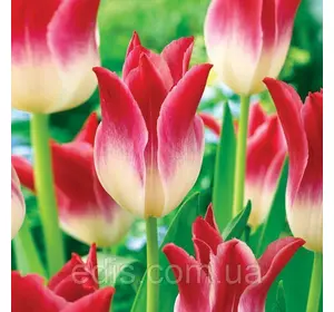 Тюльпан лілієвидний Whispering Dream (Вісперінг Дрім) 3 цибулинки Тюльпан лілієвидний Whispering Dream (Вісперінг Дрім) 3 цибулинки