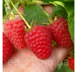 Ремонтантна Малина Маравилла Ремонтантна Малина Маравилла