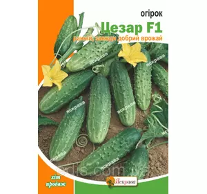 Огірок Цезар F1 2,5 г, насіння Яскрава Огірок Цезар F1 2,5 г, насіння Яскрава