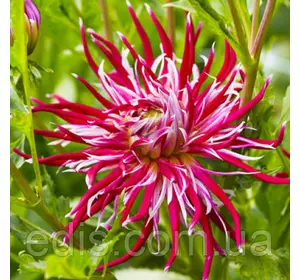 Георгіна Кактусова Hollyhill Spiderwoman Георгіна Кактусова Hollyhill Spiderwoman