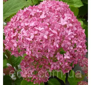 Гортензія Pink Annabel (деревоподібна), в контейнері 0,5 л. Гортензія Pink Annabel (деревоподібна), в контейнері 0,5 л.