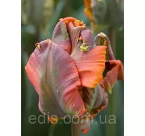 Тюльпан папуговий Blumex Favoriet 3 цибулинки Тюльпан папуговий Blumex Favoriet 3 цибулинки