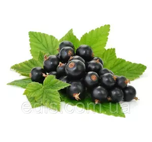 Смородина чорна Білоруська Солодка (середньостигла) Смородина чорна Білоруська Солодка (середньостигла)