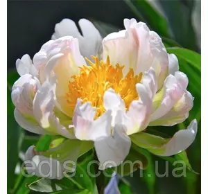 Півонія Green Lotus (Грін Лотус) корневище Півонія Green Lotus (Грін Лотус) корневище