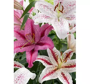 Тигрові лілії суміш 5 шт./уп. Тигрові лілії суміш 5 шт./уп.