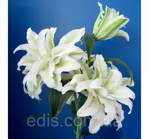 Лілія орієнтальна махрова Lodewijck (Людовик) 1 цибулина 14/16 Лілія орієнтальна махрова Lodewijck (Людовик) 1 цибулина 14/16