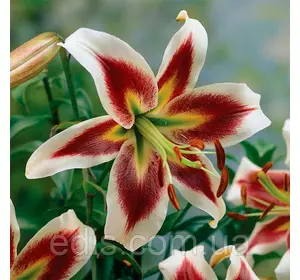 Лілія ОТ гібрид Beverly Dreams 1 цибулина 12/14 Лілія ОТ гібрид Beverly Dreams 1 цибулина 12/14