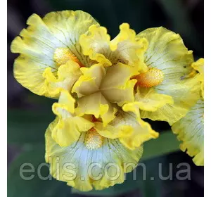 Ірис карликовий Wide Open Ірис карликовий Wide Open