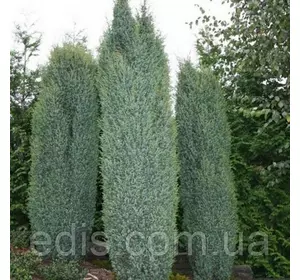 Ялівець Arnold (Арнольд) у контейнері 2 л Ялівець Arnold (Арнольд) у контейнері 2 л