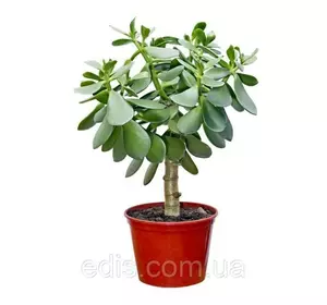 Товстянка (красула) овальна Грошове дерево., кімнатна рослина. h = 10 см. Товстянка (красула) овальна Грошове дерево., кімнатна рослина. h = 10 см.