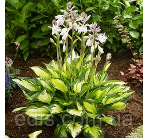 Хоста Colored Hulk (Колоред Халк) кореневище Хоста Colored Hulk (Колоред Халк) кореневище