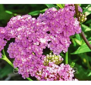 Деревій Millefolium Lilac Beauty Деревій Millefolium Lilac Beauty