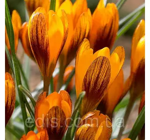 Крокус ботанічний Orange Monarche (Оранж Монарх) 5 шт. Крокус ботанічний Orange Monarche (Оранж Монарх) 5 шт.