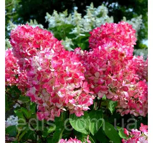 Гортензія волотиста Pink Diamond (Пінк Даймонд) у контейнері 2 л Гортензія волотиста Pink Diamond (Пінк Даймонд) у контейнері 2 л
