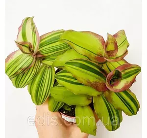 Каллізія Конгеста вареґата Dragon's Tail (Хвост дракона) 15-20 см. 1 шт. 0,2 л. Каллізія Конгеста вареґата Dragon's Tail (Хвост дракона) 15-20 см. 1 шт. 0,2 л.