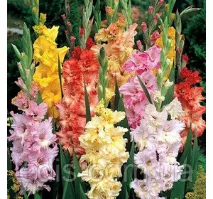 Гладіолус гофрований суміш 10 шт/уп. Гладіолус гофрований суміш 10 шт/уп.