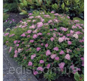 Спірея Little Princess у контейнері 1,5-2 л Спірея Little Princess у контейнері 1,5-2 л