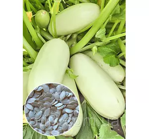 Кабачок Б'янка 100 г (ультраранній) , вагове насіння Яскрава Кабачок Б'янка 100 г (ультраранній) , вагове насіння Яскрава